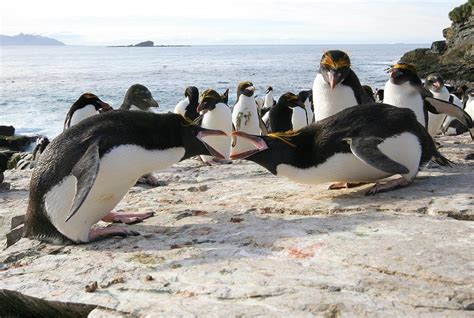 Macaroni Penguin Breeding Display Photograph by Charlotte Main - Fine ...