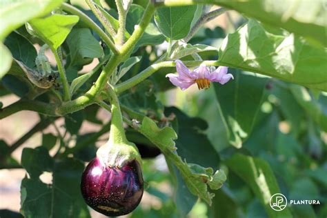 Aubergine varieties: different types of eggplant - Plantura