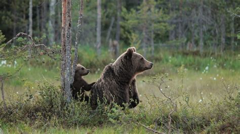 Mother brown bears protect cubs with human shields | Science | AAAS