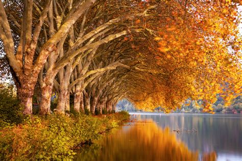 Autumn Trees Orange Lake 5k Wallpaper,HD Nature Wallpapers,4k ...