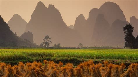 Harvested rice fields at sunset near Yangshuo, Guangxi Region of China ...