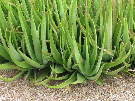 Aloe Vera : The Super Plant