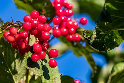 Viburnum Berries Autumn - Free photo on Pixabay - Pixabay