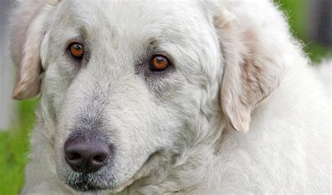 Kuvasz Breed Information - Vetstreet | Vetstreet