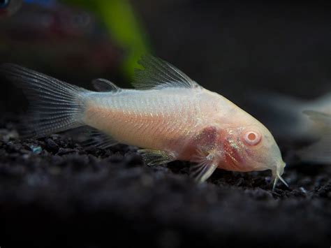 Albino Cory Catfish (Corydoras aeneus), Tank-Bred - Aquatic Arts on ...