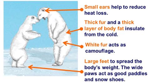 NCERT Class VII Science Solutions: Chapter 7 Weather, Climate and Adaptations of Animals to ...