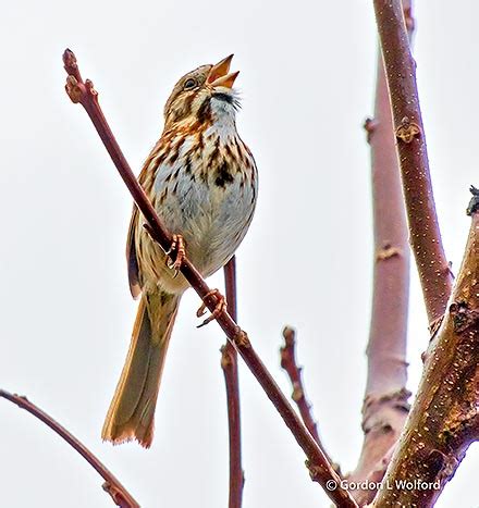 Song Sparrow Singing DSCN21251 photo - Gordon W photos at pbase.com