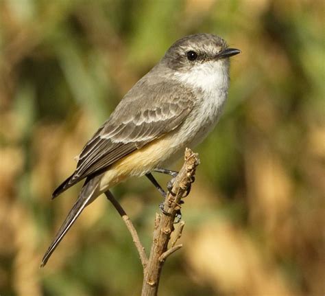 Vermilion Flycatcher | San Diego Bird Spot