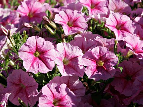 wallpaper: Pink Petunia Flowers Wallpapers