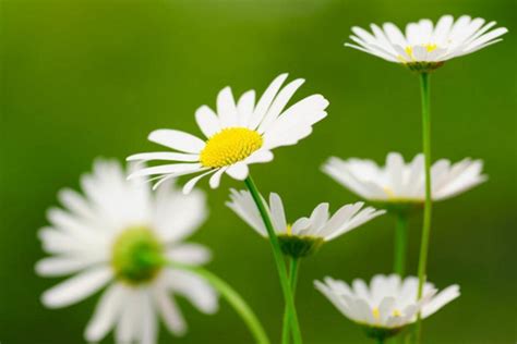 雏菊花语 —【发财农业网】