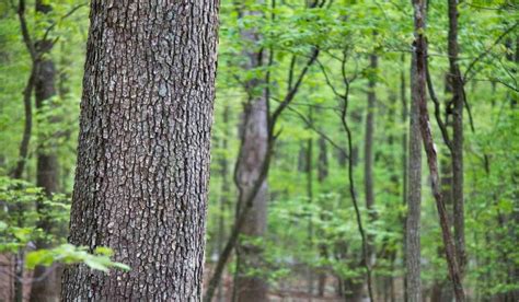 Trees of the Nantahala National Forest | Carolina Outfitters