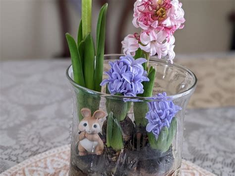 Growing Hyacinth Bulbs In Water – Aji's Home