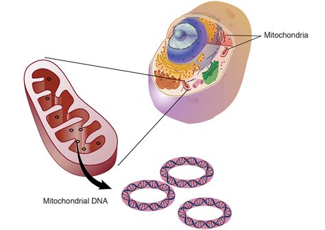 Mitochondrial DNA - Definition (v1) by National Human Genome Research Institute (NHGRI) | Qeios