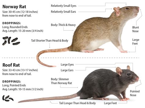 Roof Rat vs. Norway Rat: Which Invades Your Home? | Green Rodent Restoration