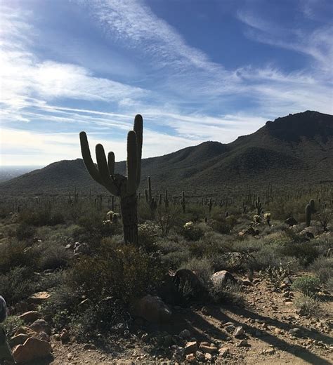 Sunset Arizona Cactus High - Free photo on Pixabay - Pixabay