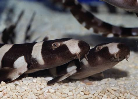 Top Three Pet Sharks | petMD