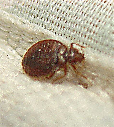 How do you treat bed bug infestations? | Orkin