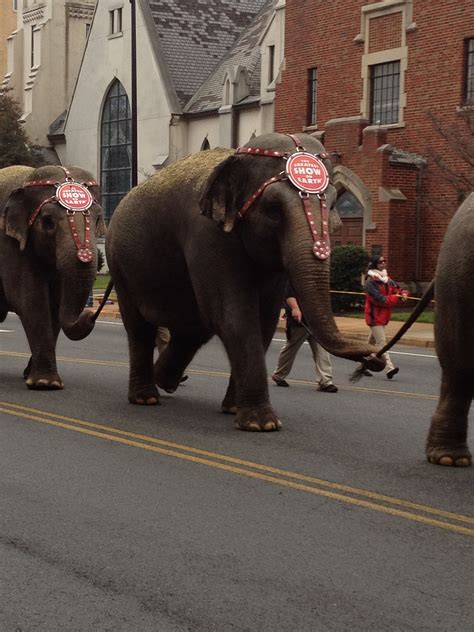 circus parade | Elephant, Lady and gentlemen, Barnum