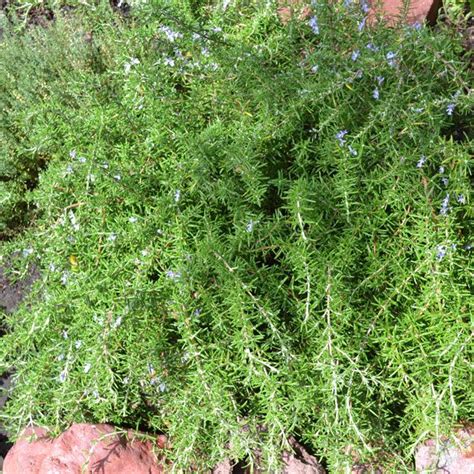 Creeping Rosemary - Rosmarinus officinalis 'Prostrata' | shrub | 1'-2' H x 6'-8' W | fragrant ...