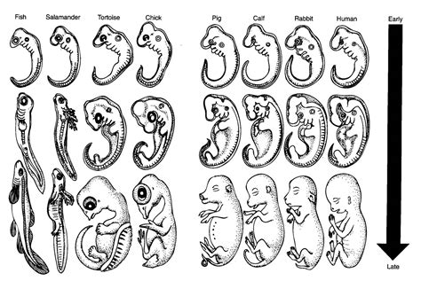 EVIDENCES : COMPARATIVE EMBRYOLOGY | Evolution Explained