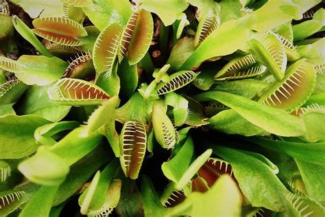 7 of the best carnivorous plants and how to care for them | Better ...