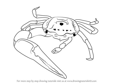 How to Draw a Fiddler Crab (Sea Water Animals) Step by Step ...