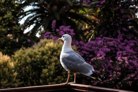 White Seagull · Free Stock Photo