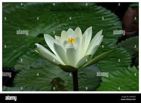 Is a variety of aquatic plants, belong to the Nymphaeaceae, whose name in English is the Water ...