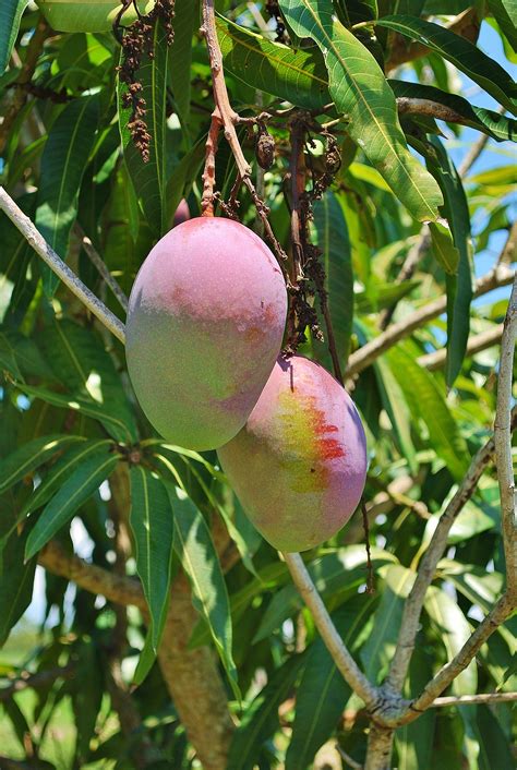 cabine em vez de Historiador mango tree flower Forno paridade Seixo