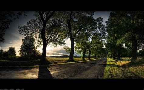 trees, Path, Alone, Green, Road, Sunset, Shadow, Landscape Wallpapers ...