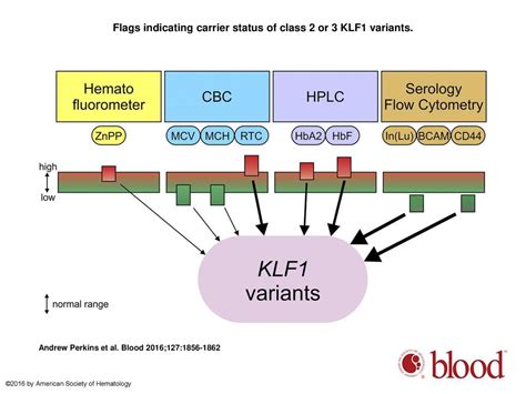 Krüppeling erythropoiesis: an unexpected broad spectrum of human red blood cell disorders due to ...