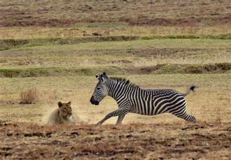 Zambia Nsefu – Lions hunting