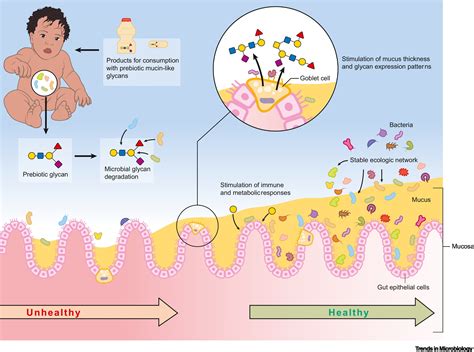 Nutritional strategies for mucosal health: the interplay between microbes and mucin glycans ...