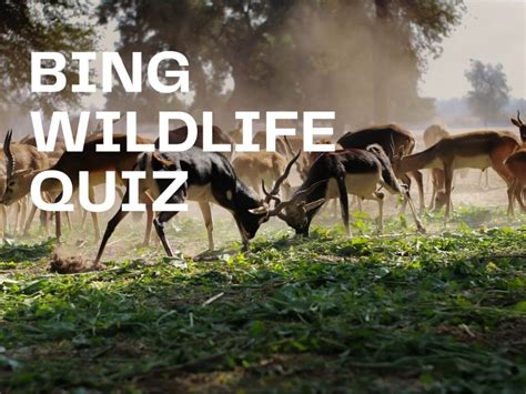 Bing Wildlife Quiz - Test Your Knowledge on Bing Quiz