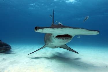 Hammerhead Sharks | National Geographic
