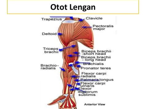 Pjm 3106 anatomi dan fisiologi-Sistem otot