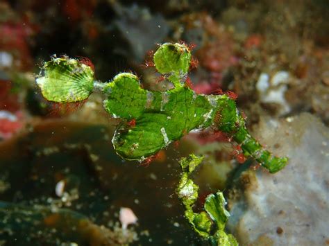 Ghost pipefish are in Lembeh - Two Fish Divers