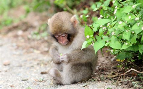 Baby Monkeys Wallpapers - Wallpaper Cave