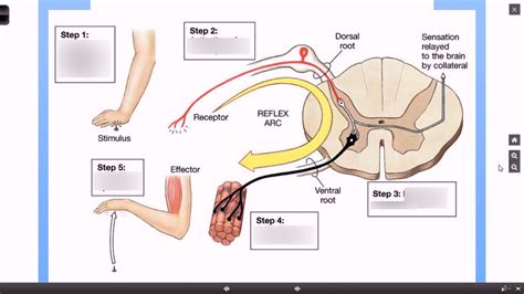 Reflex arc steps Diagram | Quizlet