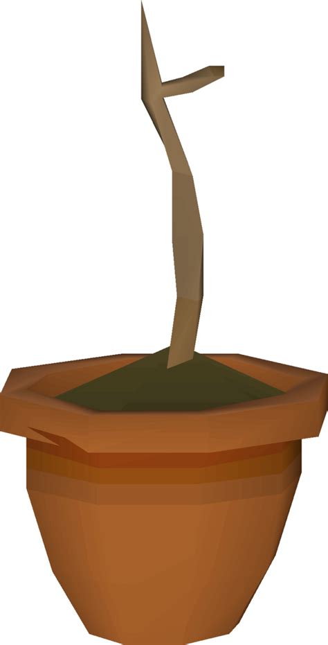 Yew sapling - OSRS Wiki