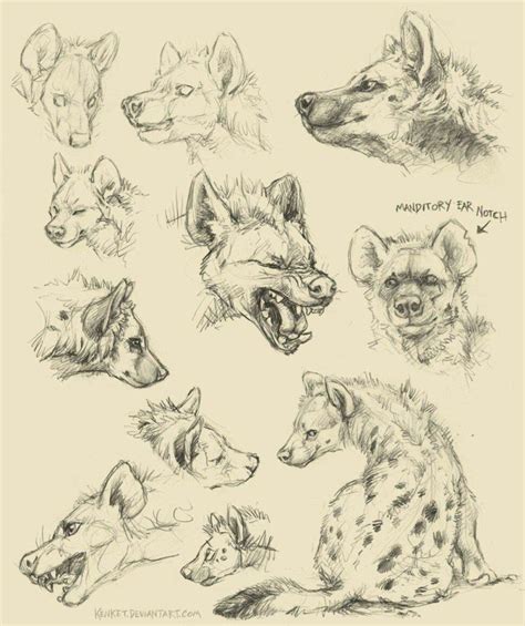 Hyena Drawing Reference and Sketches for Artists