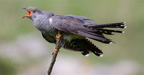 The Life Cycle of the Cuckoo - Happy Beaks Blog