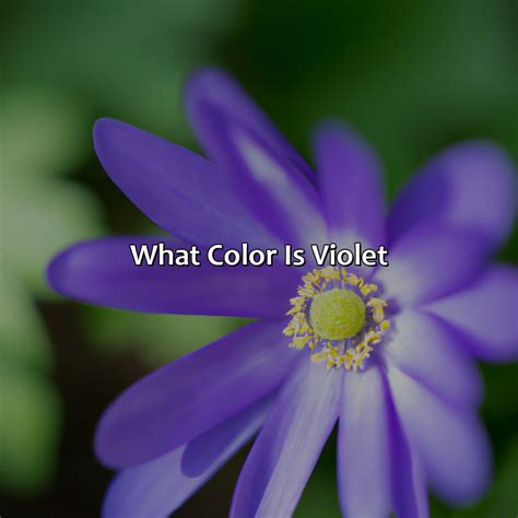 What Color Is Violet - colorscombo.com