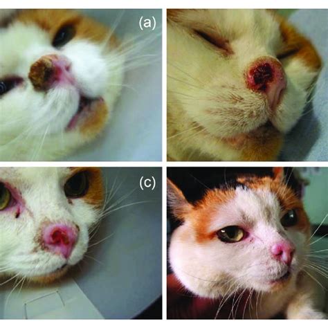 sarcoma in cats foot - Laraine Hanna