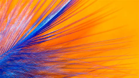 Catchy Colors: Orange & Blue – The Selection | Flickr Blog