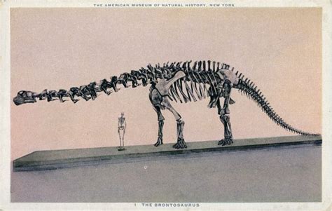 Postcard of Brontosaurus (Apatosaurus) skeleton at the American Museum ...