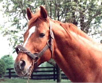 Affirmed - Triple-Crown Winner