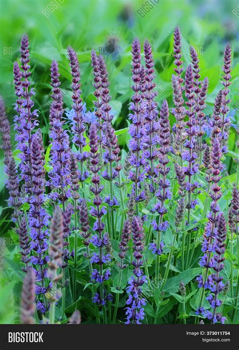 Blue Salvia Flowers( Image & Photo (Free Trial) | Bigstock