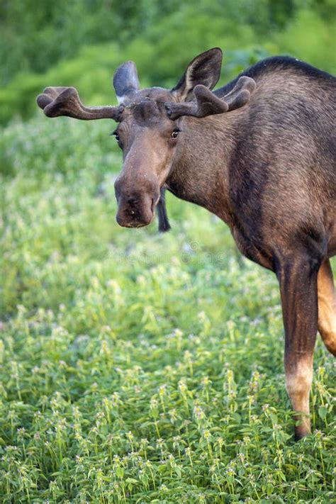 Moose Antlers Mounted Residential Home Alaska Stock Image - Image of daytime, structure: 27865523