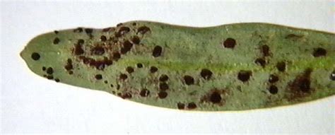 LON-CAPA Snapdragon diseases and parasites